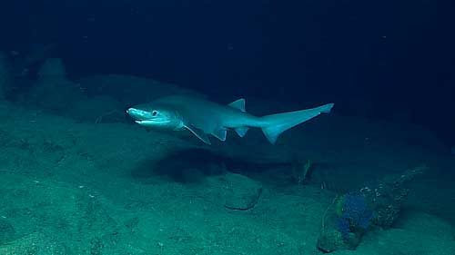 Church Of Hive Welche Haiarten Sind Die Grossten Auf Der Erde Liste Foto Und Beschreibung